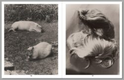 Eggs and Rarities - Paul Kooiker – Image 4
