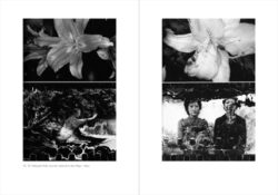 Images par accident – Une histoire des surgissements photographiques - Peter Geimer – Image 8