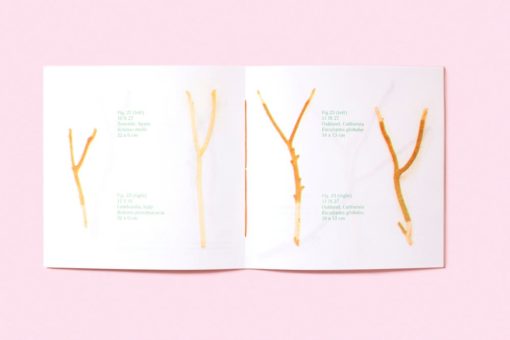 Branching Out - McCloud Zicmuse – Image 4