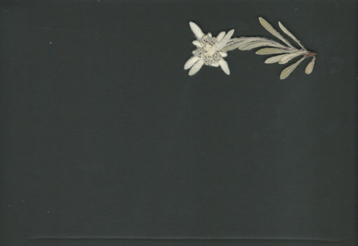 Inserts - 01 - Céline Gay – Image 3