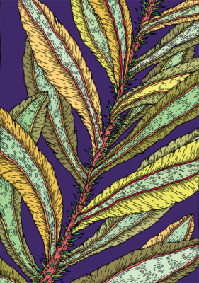 Les succulentes - Clément Vuillier – Image 2