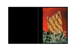 Afterlife - Vasantha Yogananthan – Image 15