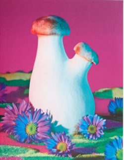 Mushrooms & Friends - Phyllis Ma