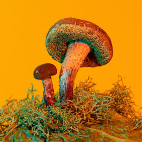 Mushrooms & Friends - Phyllis Ma – Image 4