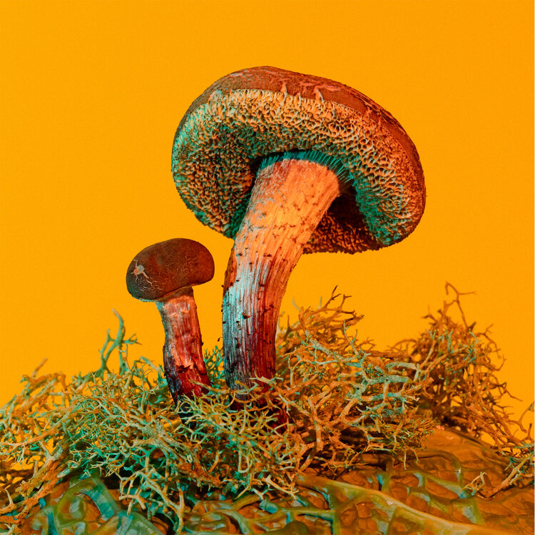 Mushrooms & Friends - Phyllis Ma – Image 4