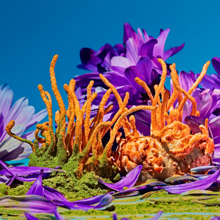 Mushrooms & Friends - Phyllis Ma – Image 6