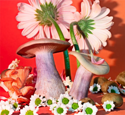 Mushrooms & Friends - Phyllis Ma – Image 8
