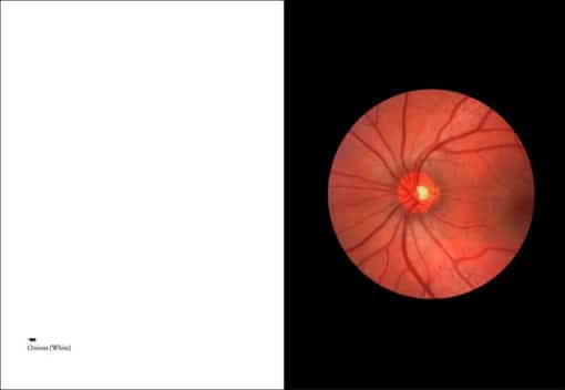 On Onions - Elad Lassry – Image 5