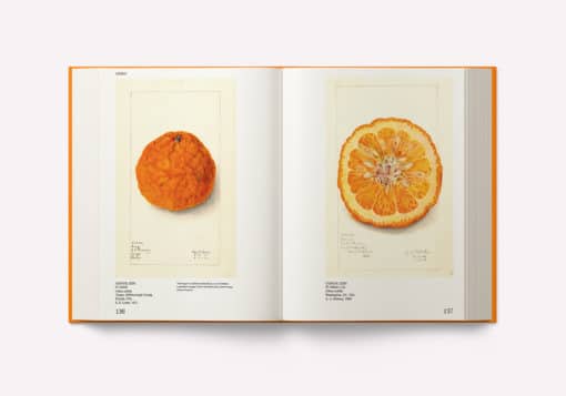 An Illustrated Catalog of American Fruits & Nuts – Image 8