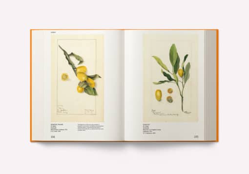 An Illustrated Catalog of American Fruits & Nuts – Image 7