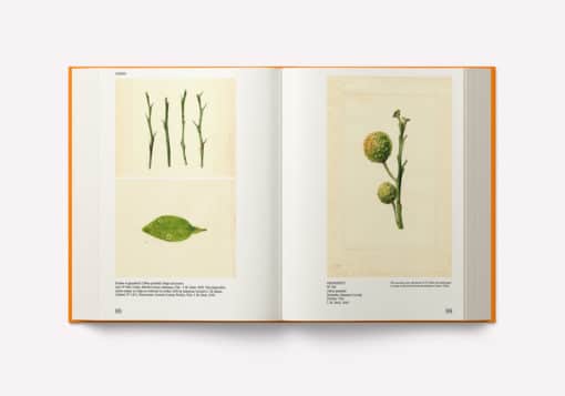 An Illustrated Catalog of American Fruits & Nuts – Image 6