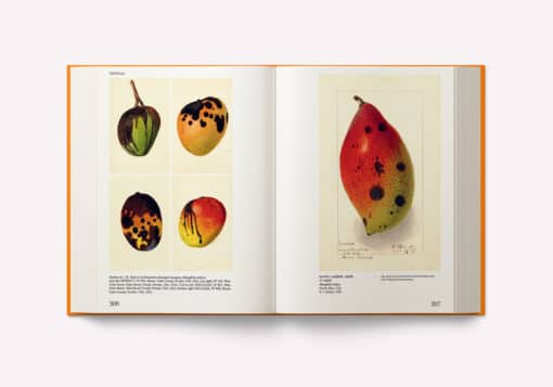 An Illustrated Catalog of American Fruits & Nuts – Image 5