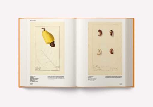 An Illustrated Catalog of American Fruits & Nuts – Image 4