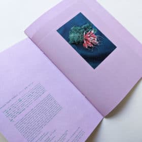 What if God was an insect? - Johanna Tagada Hoffbeck – Image 2