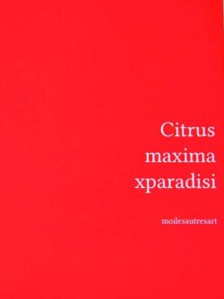 Citrus maxima xparadisi - coll.