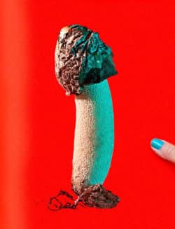 Mushrooms and Friends 3 - Phyllis Ma