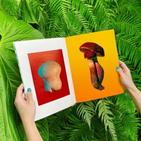 Mushrooms and Friends 3 - Phyllis Ma – Image 3
