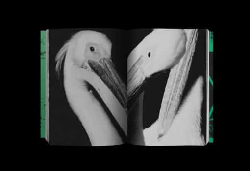 Photography 写真 - Koji Kitagawa – Image 12