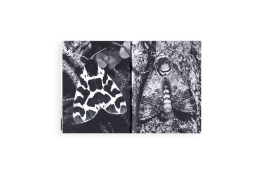 Paréidolie - Kïosk (Elsa Aupetit et Martin Plagnol) – Image 5