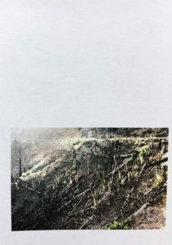 Faire feu de tout bois, bûcher numéro 1 - Lorraine Druon