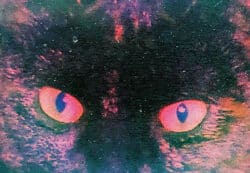 Felix - Felix the Saiz – Image 6