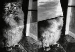 Felix - Felix the Saiz – Image 14
