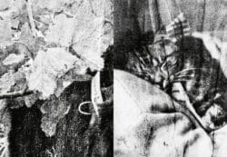 Felix - Felix the Saiz – Image 8