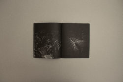 Il ne reste plus qu'à s'enraciner ensemble - Fiona Segadaes da Silva – Image 4