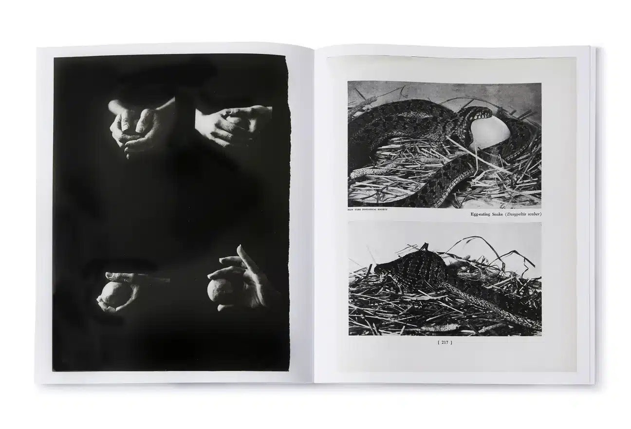 Arrangements - Carmen Winant – Image 7