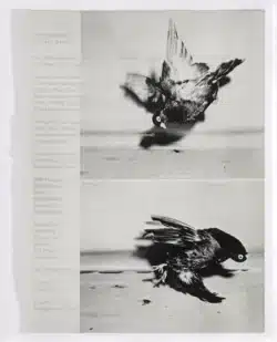 Arrangements - Carmen Winant