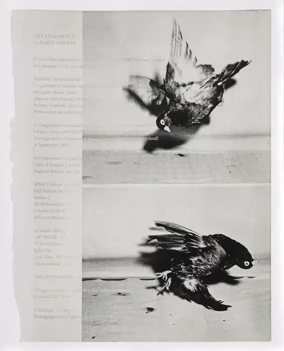 Arrangements - Carmen Winant
