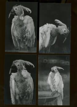 Death is not here - Wouter Van de Voorde – Image 6