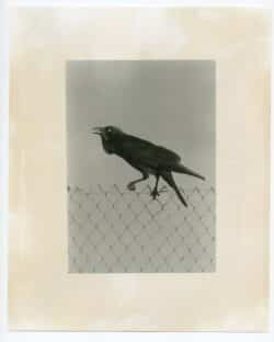 Death is not here - Wouter Van de Voorde – Image 11