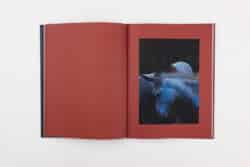 Better in the Dark Than His Rider - Francesco Merlini – Image 5