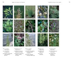 Flore des friches urbaines - Audrey Muratet, Myr Muratet et Marie Pellaton – Image 3