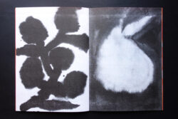 Association au potager #2 - Atelier Maclane – Image 11