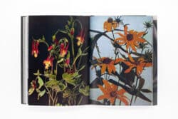 Wild Flowers - James Gallagher – Image 28